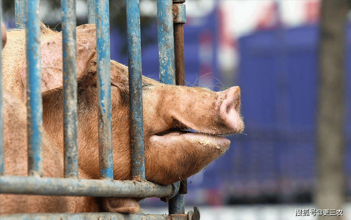 探秘大连生猪市场，喜看最新行情上涨态势