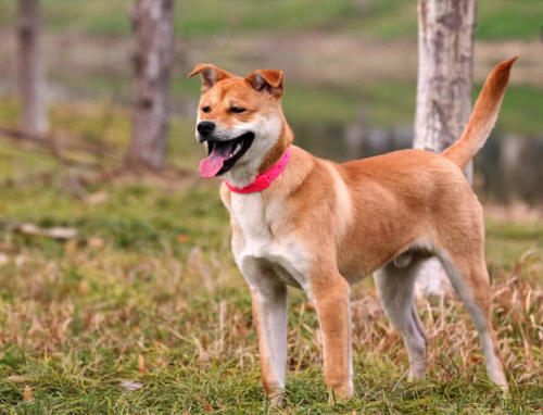 天一犬舍倾情呈现——全新引进之长毛犬种雄性精品展示